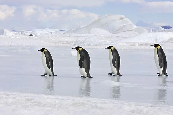 Emperor Penguin - line of four adults walking across ice. Snow hill island - Antarctica