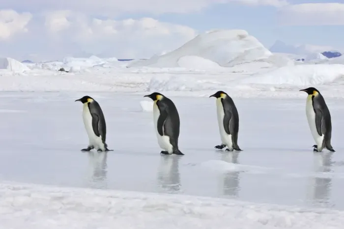 Framed Print : Emperor Penguin - line of four adults walking across ice. Snow hill island - Antarctica Framed Print : Emperor Penguin - line of four adults walking across ice. Snow hill island - Antarctica