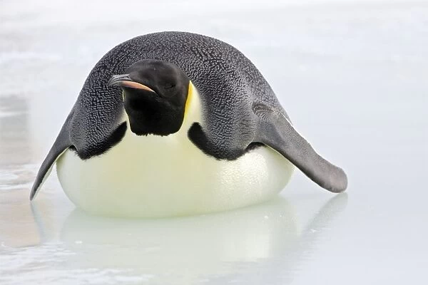 Emperor Penguin - Lying on belly on ice. Snow hill island Antarctica
