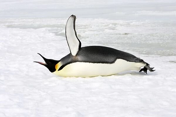 Emperor Penguin - lying on ice - calling. Snow hill island - Antarctica