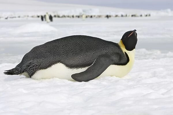 Emperor Penguin - lying on ice. Snow hill island - Antarctica