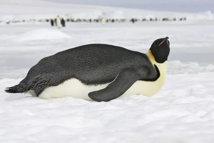 Framed Print : Emperor Penguin - lying on ice. Snow hill island - Antarctica Framed Print : Emperor Penguin - lying on ice. Snow hill island - Antarctica