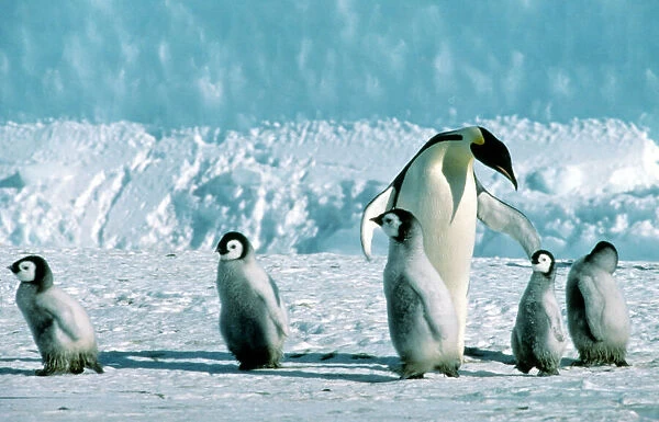 Emperor Penguin marshalling young