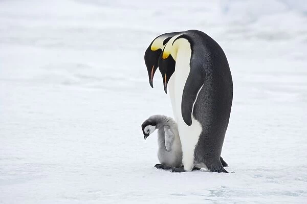 Emperor Penguin - Pair with Chick Aptenodytes forsteri Snow Hill Island Antarctica BI012212