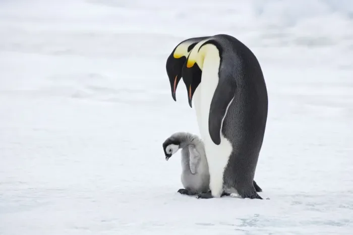 Framed Print : Emperor Penguin - Pair with Chick Aptenodytes forsteri Snow Hill Island Antarctica BI012212 Framed Print : Emperor Penguin - Pair with Chick Aptenodytes forsteri Snow Hill Island Antarctica BI012212