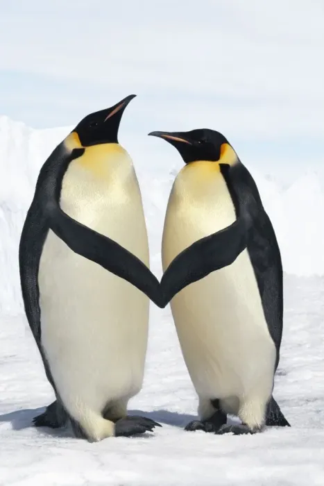 Framed Print : Emperor Penguin - pair holding hands / wings Digital Manipulation: cleaned up background - lightened blue sky - moved wings Framed Print : Emperor Penguin - pair holding hands / wings Digital Manipulation: cleaned up background - lightened blue sky - moved wings
