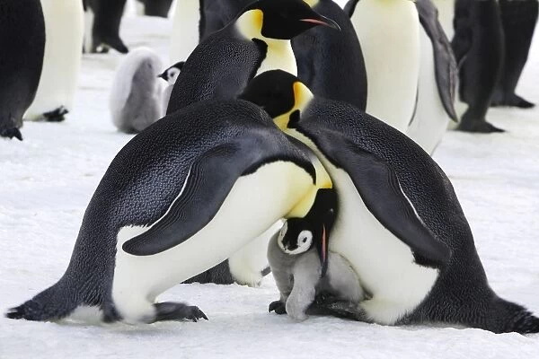 Emperor Penguin - pair parenting and chick. Snow hill island - Antarctica