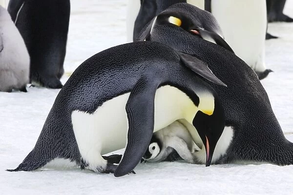 Emperor Penguin - pair parenting chick. Snow hill island - Antarctica