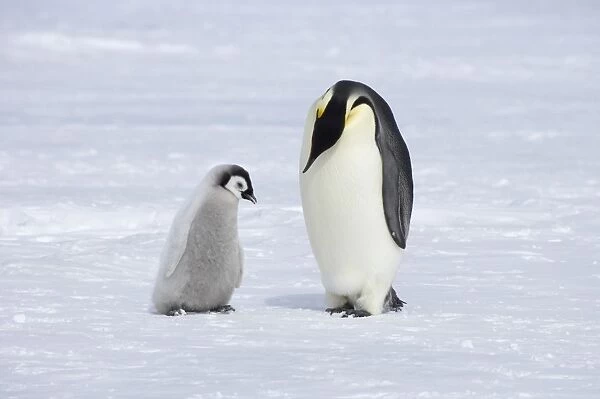 Emperor Penguin - Parent with Chick Aptenodytes forsteri Snow Hill Island Antarctica BI012107