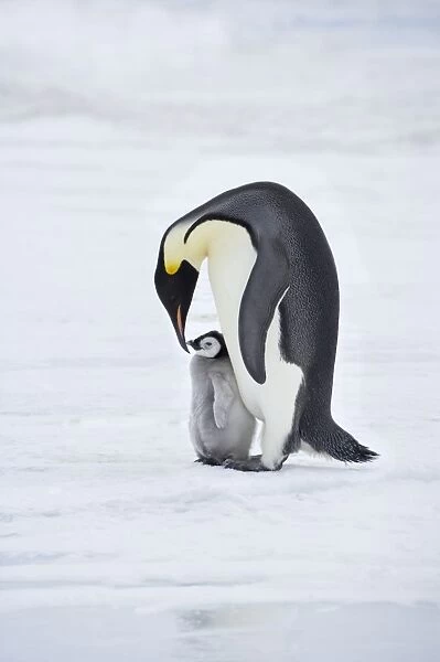 Emperor Penguin - Parent with Young Chick Aptenodytes forsteri Snow Hill Island Antarctica BI012200