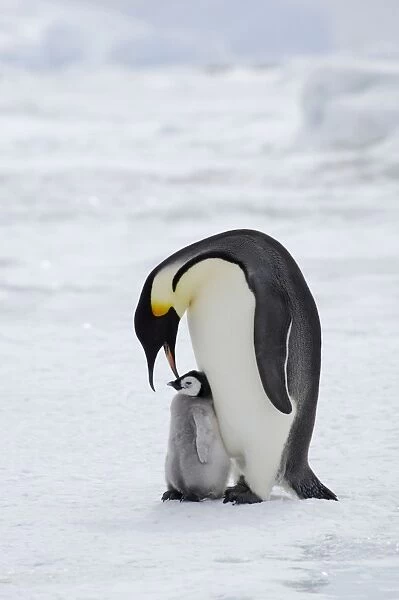 Emperor Penguin - Parent with Young Chick Aptenodytes forsteri Snow Hill Island Antarctica BI012209