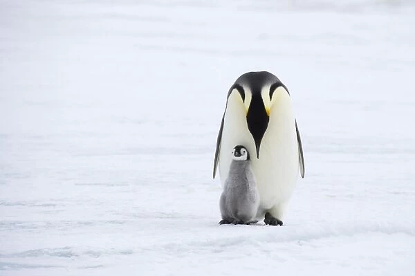 Emperor Penguin - Parent with Young Chick Aptenodytes forsteri Snow Hill Island Antarctica BI012197