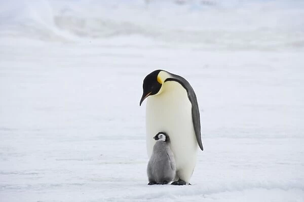 Emperor Penguin - Parent with Young Chick Aptenodytes forsteri Snow Hill Island Antarctica BI012204