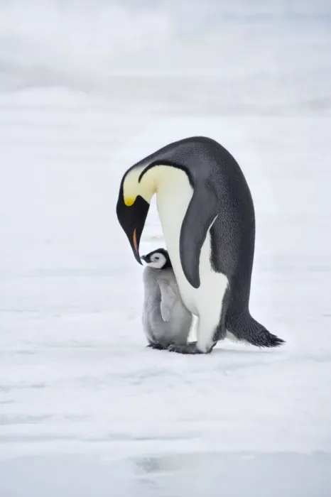 Framed Print : Emperor Penguin - Parent with Young Chick Aptenodytes forsteri Snow Hill Island Antarctica BI012200 Framed Print : Emperor Penguin - Parent with Young Chick Aptenodytes forsteri Snow Hill Island Antarctica BI012200