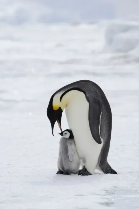 Framed Print : Emperor Penguin - Parent with Young Chick Aptenodytes forsteri Snow Hill Island Antarctica BI012209 Framed Print : Emperor Penguin - Parent with Young Chick Aptenodytes forsteri Snow Hill Island Antarctica BI012209