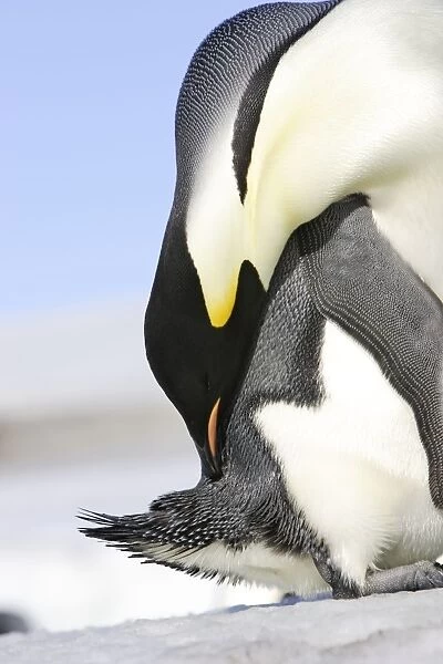 Emperor Penguin - preening. Snow hill island - Antarctica