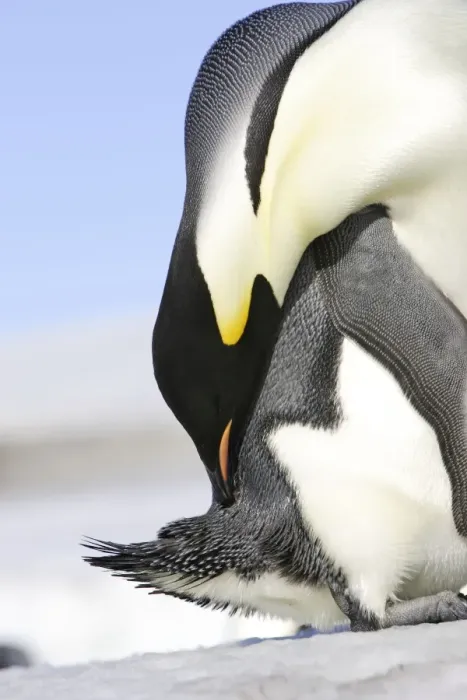 Framed Print : Emperor Penguin - preening. Snow hill island - Antarctica Framed Print : Emperor Penguin - preening. Snow hill island - Antarctica
