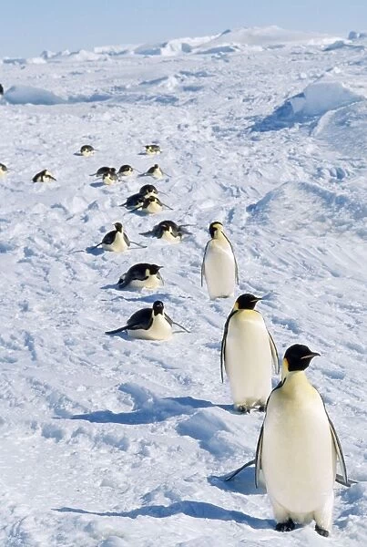 Emperor Penguin - returning to rookery