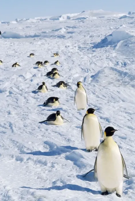 Framed Print : Emperor Penguin - returning to rookery Framed Print : Emperor Penguin - returning to rookery