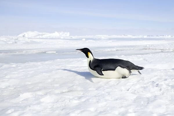 Emperor Penguin - sliding on ice. Snow Hill Island - Antarctic Pennisular