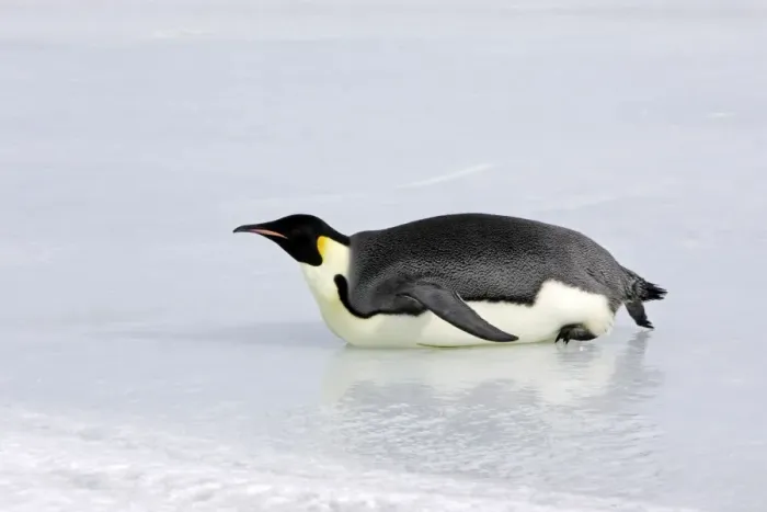 Framed Print : Emperor Penguin - sliding across ice. Snow hill island - Antarctica Framed Print : Emperor Penguin - sliding across ice. Snow hill island - Antarctica