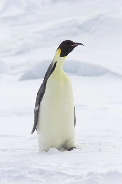Emperor Penguin - on Snow Aptenodytes forsteri Snow Hill Island Antarctica BI011724