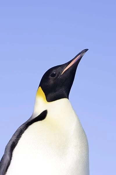 Emperor Penguin. Snow hill island Antarctica