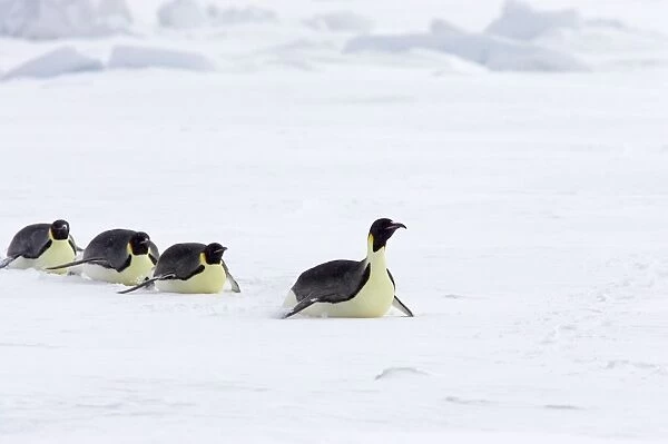 Emperor Penguin - Tobogganing over snow Aptenodytes forsteri Snow Hill Island Antarctica BI011676