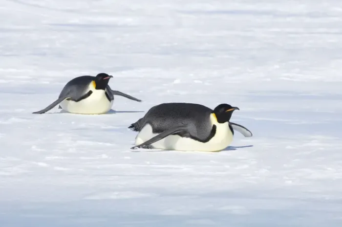 Framed Print : Emperor Penguin - Tobogganing over snow Aptenodytes forsteri Snow Hill Island Antarctica BI011699 Framed Print : Emperor Penguin - Tobogganing over snow Aptenodytes forsteri Snow Hill Island Antarctica BI011699