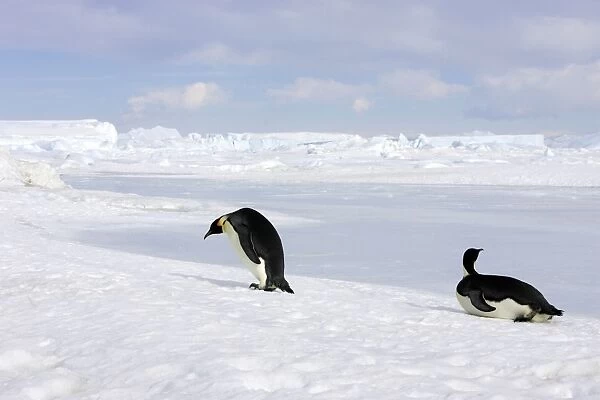 Emperor Penguin -two adults walking & sliding across ice. Snow hill island - Antarctica
