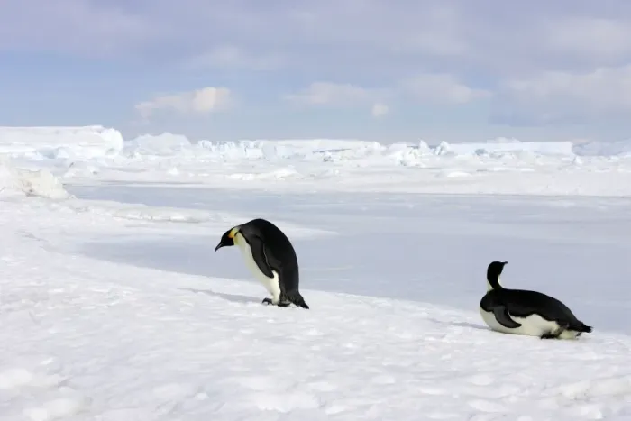Framed Print : Emperor Penguin -two adults walking & sliding across ice. Snow hill island - Antarctica Framed Print : Emperor Penguin -two adults walking & sliding across ice. Snow hill island - Antarctica