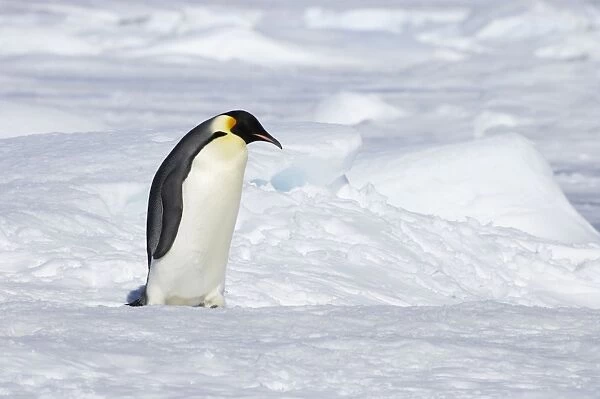 Emperor Penguin - Walking across sea ice Aptenodytes forsteri Snow Hill Island Antarctica BI011765