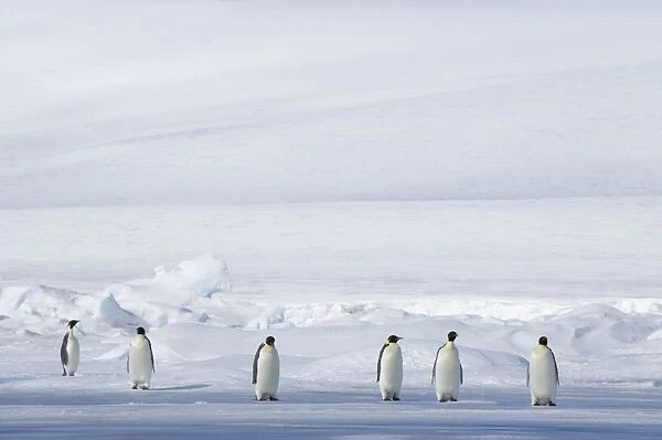 Emperor Penguin - Walking across sea ice Aptenodytes forsteri Snow Hill Island Antarctica BI011767