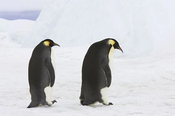 Emperor Penguin - Walking across sea ice Aptenodytes forsteri Snow Hill Island Antarctica BI011779