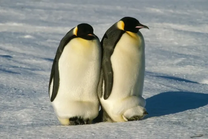 Framed Print : Emperor Penguin - warming chicks Framed Print : Emperor Penguin - warming chicks