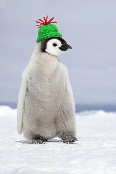 Emperor Penguin - wearing woolly hat - Snow Hill Island Antarctica Digital Manpipulation: Hat Su