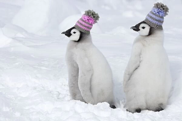 Emperor Penguin - wearing woolly hats - Snow Hill Island Antarctica BI011947 Digital Manipulatin: Hats Su