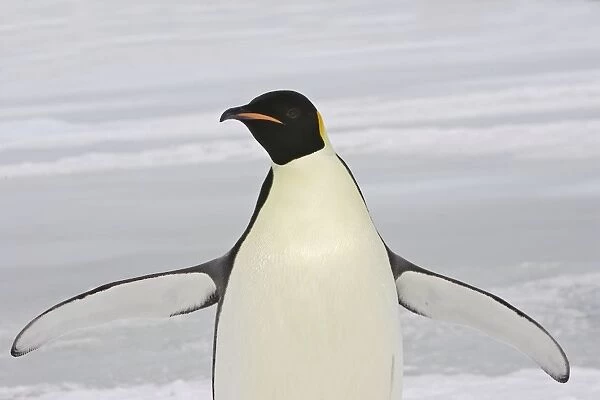 Emperor Penguin - With wings outstretched. Snow hill island Antarctica