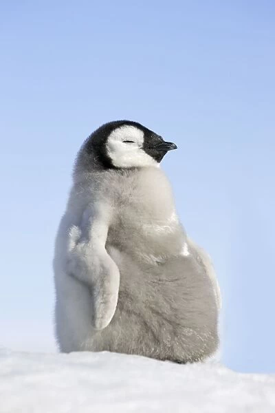Emperor Penguin - Young. Snow hill island Antarctica