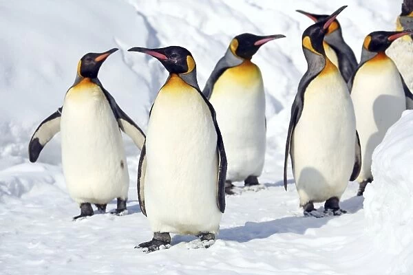 Emperor Penguins crowds of people watch the hugely popular Penguin Walk