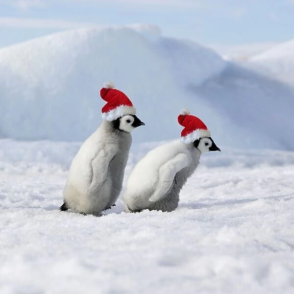 Emperor Penguins - 2 young ones walking in a line, wearing Christmas hats. Snow hill island Antarctica