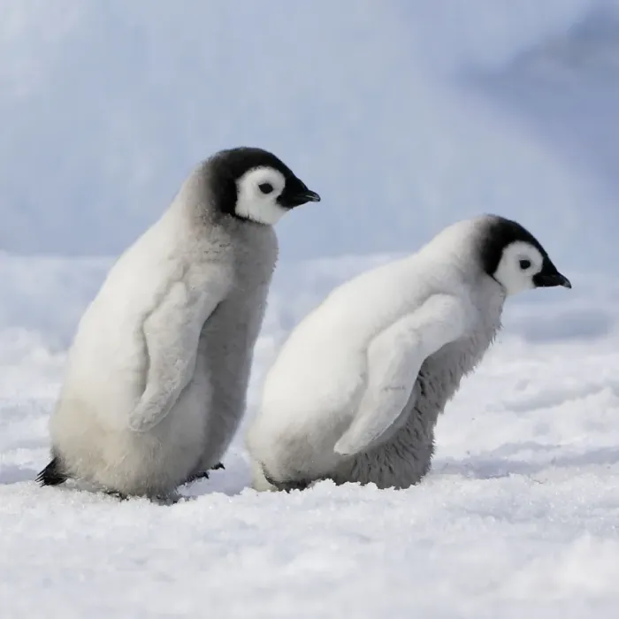Framed Print : Emperor Penguins. 2 young ones walking in a line. Snow hill island Antarctica Framed Print : Emperor Penguins. 2 young ones walking in a line. Snow hill island Antarctica