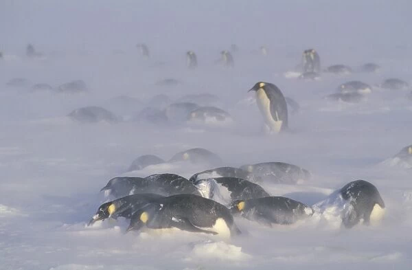 Emperor penguins - in blizzard