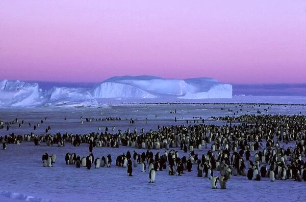 Emperor penguins - colony under late night (summer) light