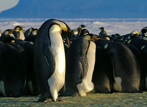 Emperor Penguins - fat female that has been feeding at sea and lean male that has stayed behind to brood the egg - Antarctica OLI00024