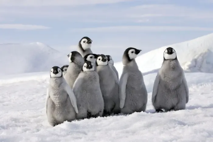 Framed Print : Emperor Penguins. Group of young standing together. Snow hill island Antarctica Framed Print : Emperor Penguins. Group of young standing together. Snow hill island Antarctica