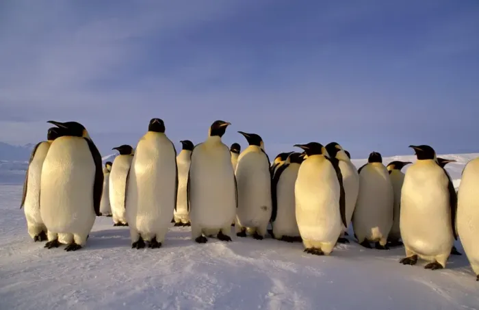 Framed Print : Emperor penguins - small group Framed Print : Emperor penguins - small group