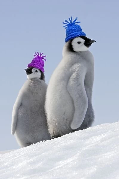 Emperor Penguins. Two young together wearing woolly hats. Snow hill island Antarctica Digital Mainpulation: woolly hats (Su)