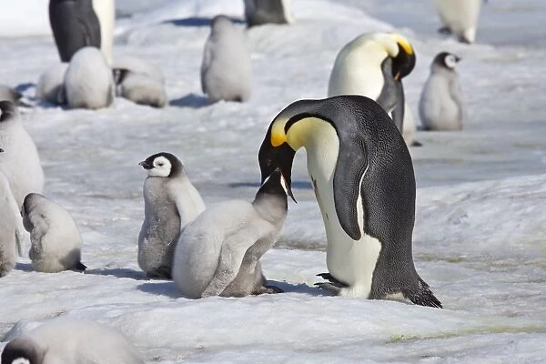 Emperor Penquin - Chick being fed regurgitated food from adults throat - Snow Hill Island, Antarctic October