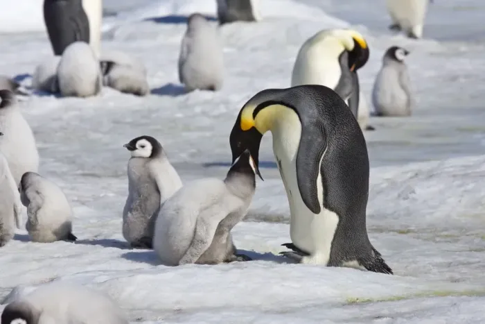 Framed Print : Emperor Penquin - Chick being fed regurgitated food from adults throat - Snow Hill Island, Antarctic October Framed Print : Emperor Penquin - Chick being fed regurgitated food from adults throat - Snow Hill Island, Antarctic October